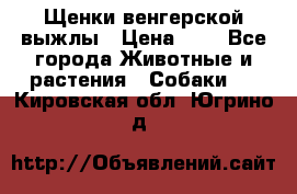 Щенки венгерской выжлы › Цена ­ 1 - Все города Животные и растения » Собаки   . Кировская обл.,Югрино д.
